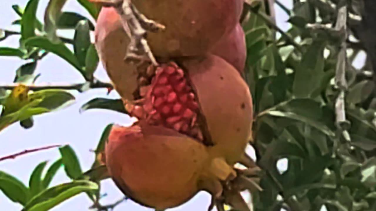 Pomegranate plant 🪴