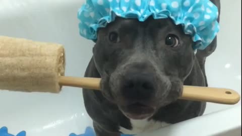 Think this dog is ready for a shower?