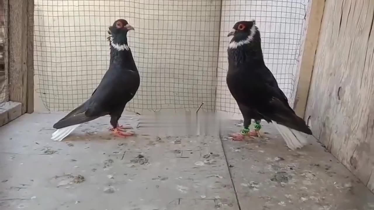 Fancy beautiful pigeon breeder pair low flying