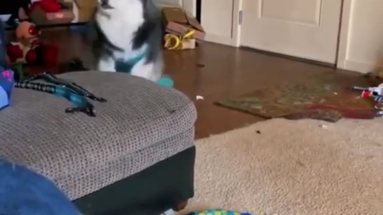 Cute dog video