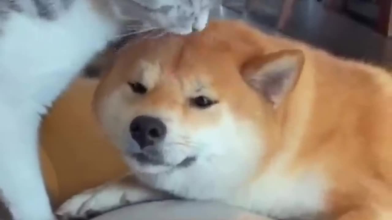 Unlikely Friendship: Astonishing Cat and Dog Duo! #shorts #dog