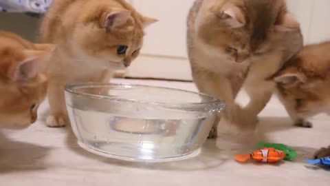 Kittens and Cats learn Сatches FISH. 🐟🐠 Too funny |Too cute