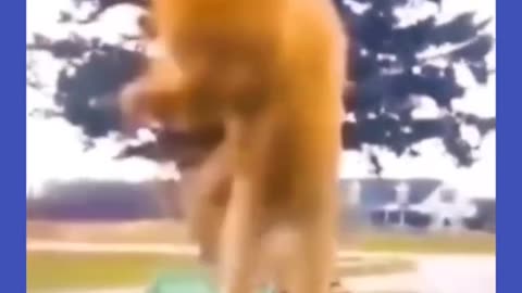 Funny animals videos. #shorts #funnyvideos