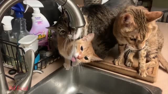 😍 Funny pets 😝😂