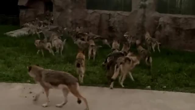 wolves