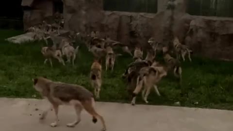 wolves