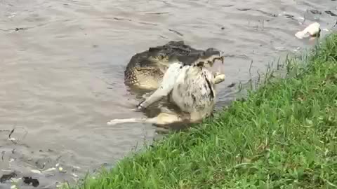 Crocodile Attack | Sri Lanka |