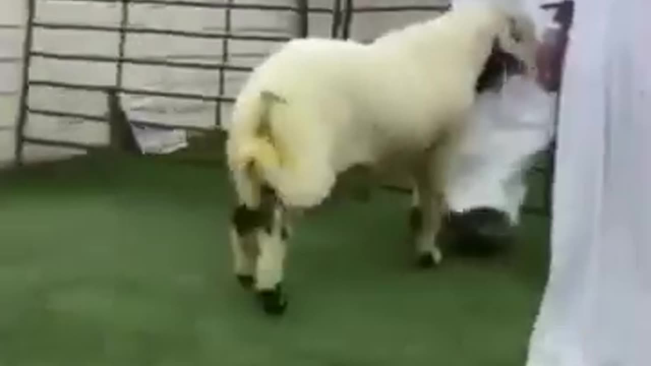 Sheep attack on men