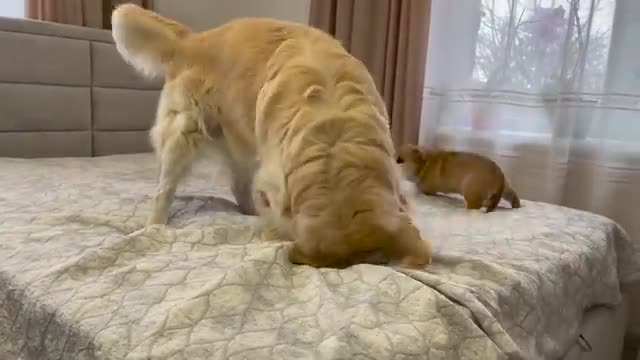 Golden Retriever Confused by playing with a Puppy