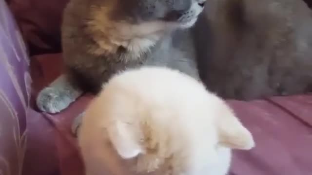 Aihao cat