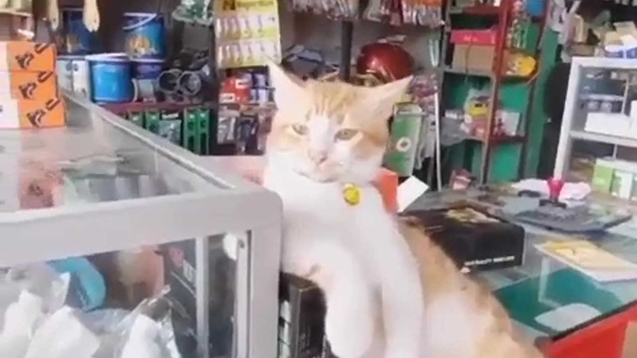 Funny cat video