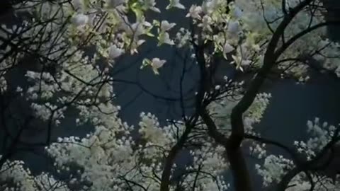 Relaxation video