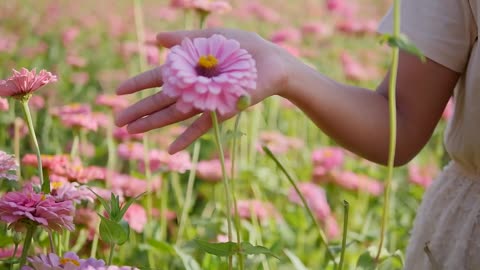 Beautiful flowers