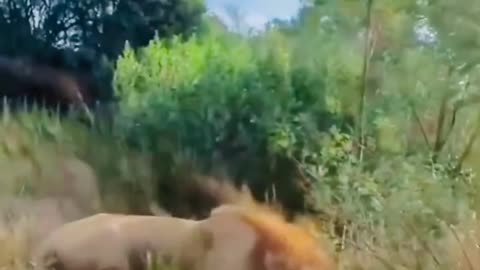 Lion attack