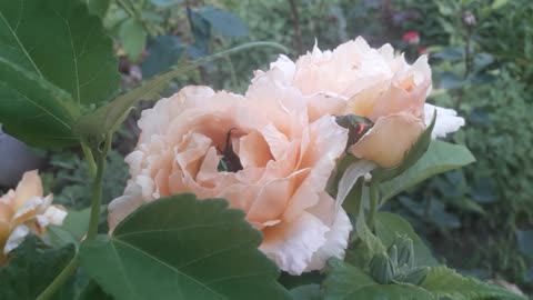 Rose Eaters