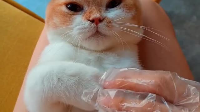 A lovely girl