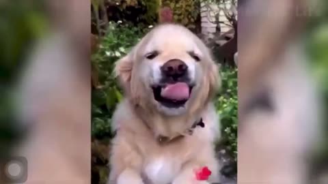 Best Funny Animal Videos 2022 😂 - Funniest Dogs and Cats 😻