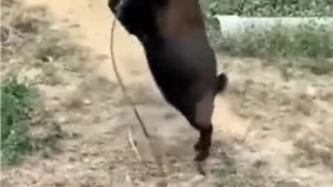 dancing goat
