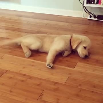 Cachorro gatea de panza de modo gracioso por el piso