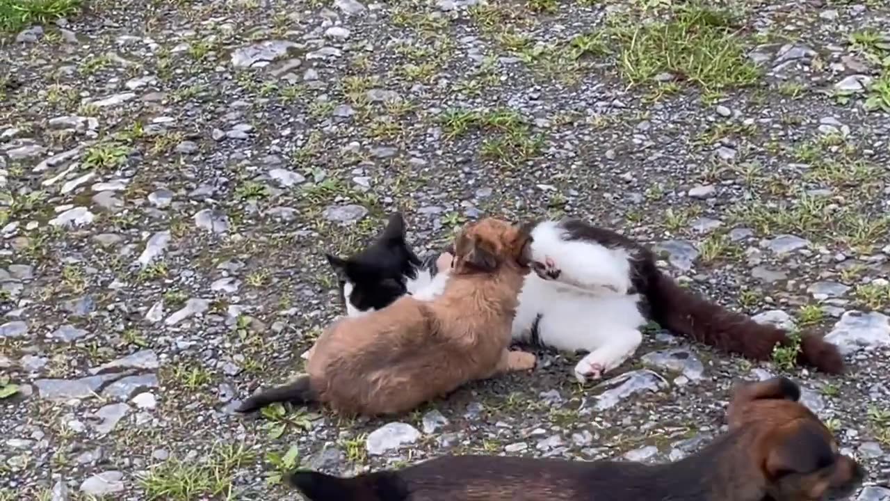 Java the puppy makes an effort to play with Magpie the cat.