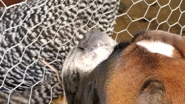 Dog Sits and Watches His Chicken Friend