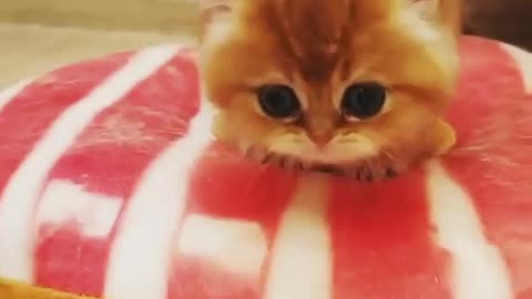 Let’s kick off the weekend with the cutest kitten 🐱