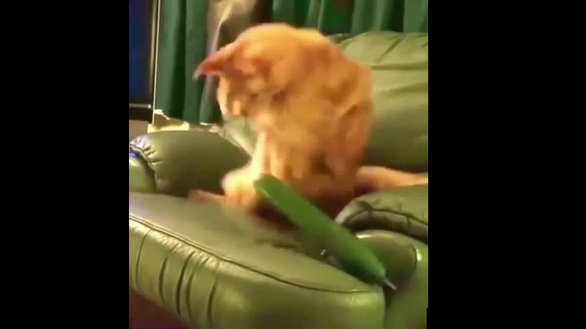 Cat Really Afraid of Cucumber