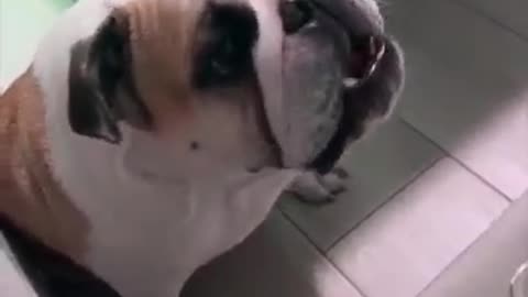 "Attacking 🐕 dog~ and nature- bull-dog🐕