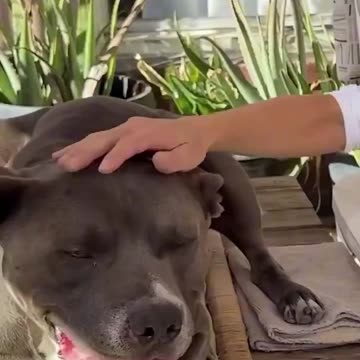 Burbank, California wants to euthanize a dog for protecting his owners