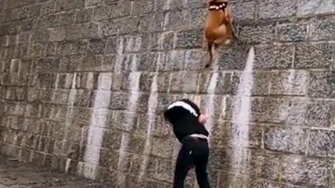 Dogs that fly