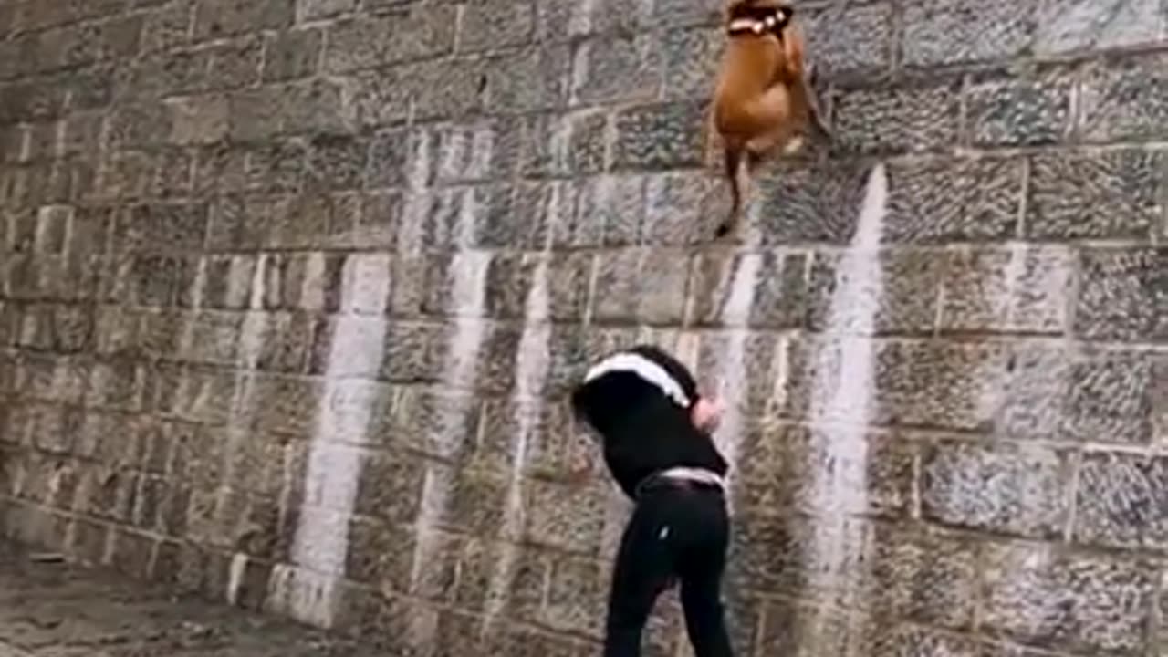 Dogs that fly