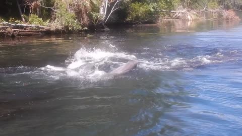 Florida's Magical River Life