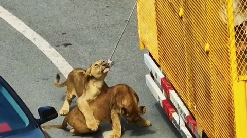 Lions Attack On Public Van 😟