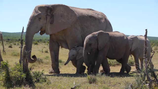 herd of elephants with cute baby elephant passing by in addo elephant national park south africa