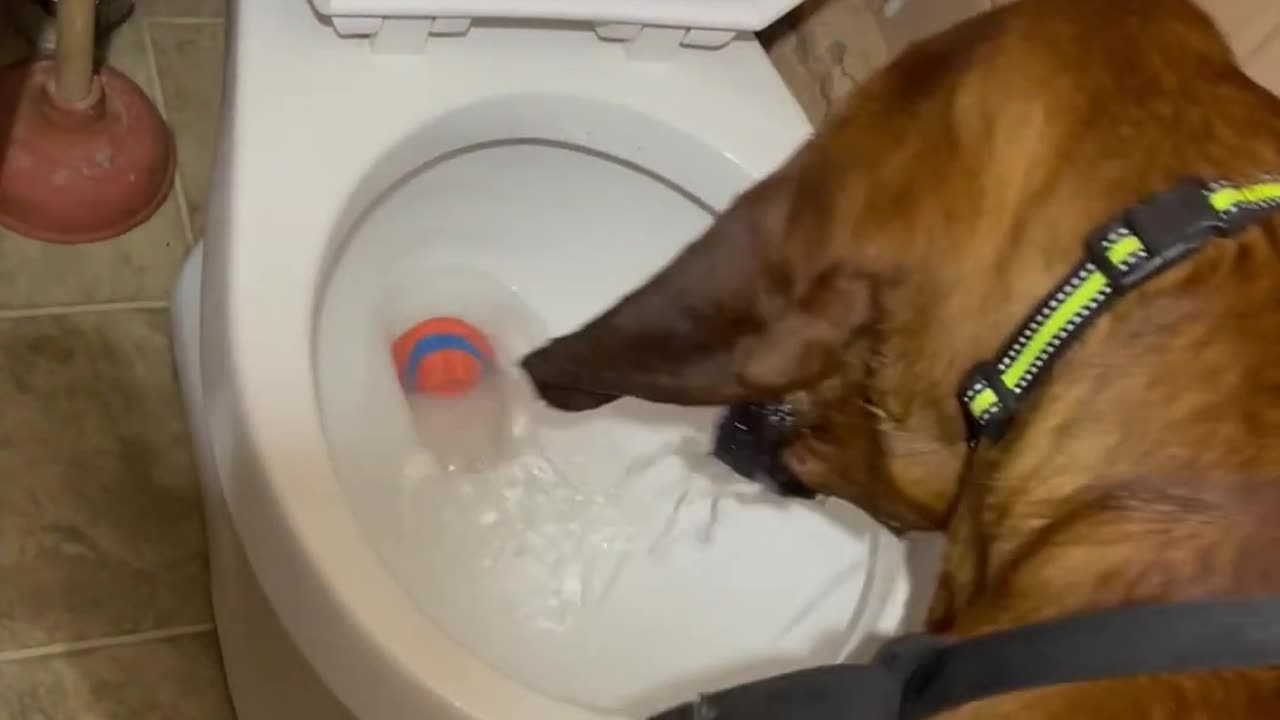 Bloodhound Drops Ball In Toilet