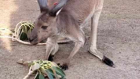 Kangaroo Eating Lunch