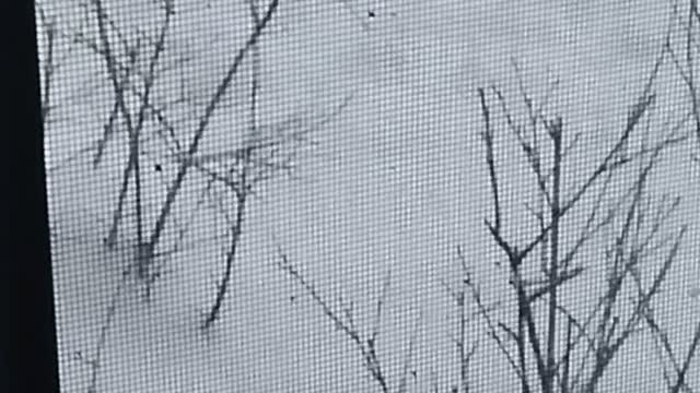 Wasilla Winter Chronicle Part 2B "Guess Who Came To Visit?"