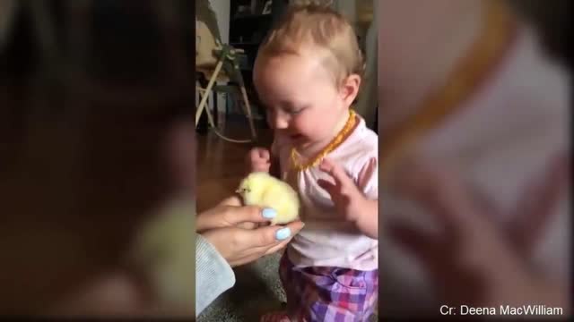 The funniest moment between babies and animals