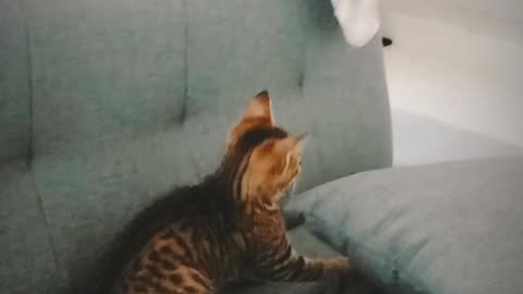 ❤️ 🐱🐈 #funny #cute #cat #kitten #love #friends #happy #shorts #viral #trending #subscribe