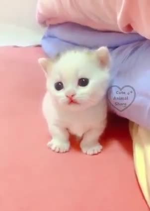 soo cute little cutie cat