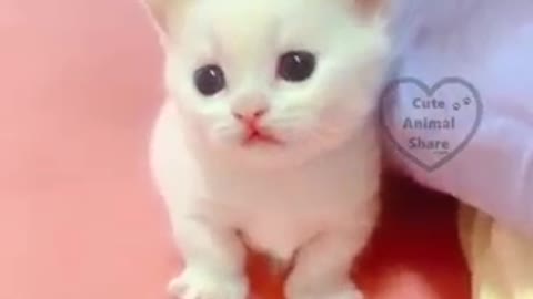 soo cute little cutie cat