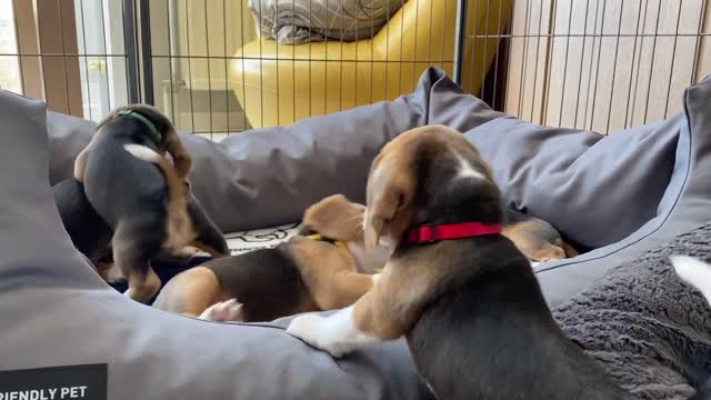 Beagle Puppies Barking & Howling