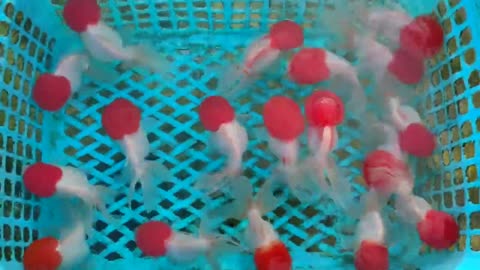 Best quality goldfish collection at goldfish farm-1