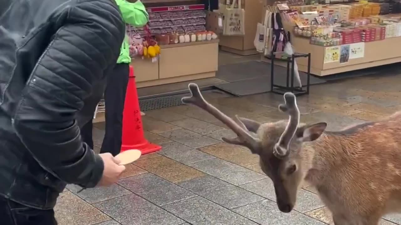 The deer followed Japanese customary greetings to secure the cake😂😂