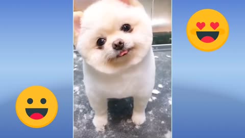 Cute Lovely Puppies Video Compilation,Make You Happy 🐶💖👌😃