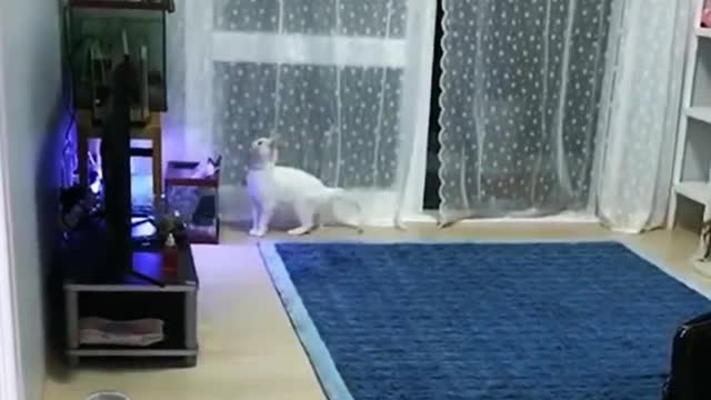 It's for unhappy, funny cat videos