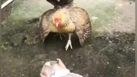 Chicken vs Dog fight