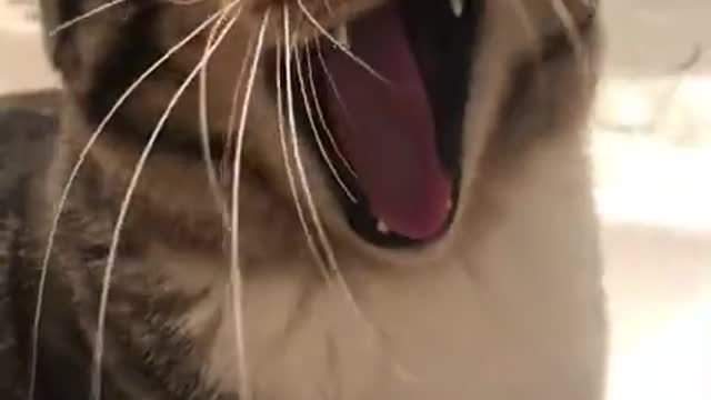Cute cat video