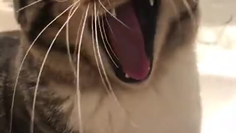 Cute cat video