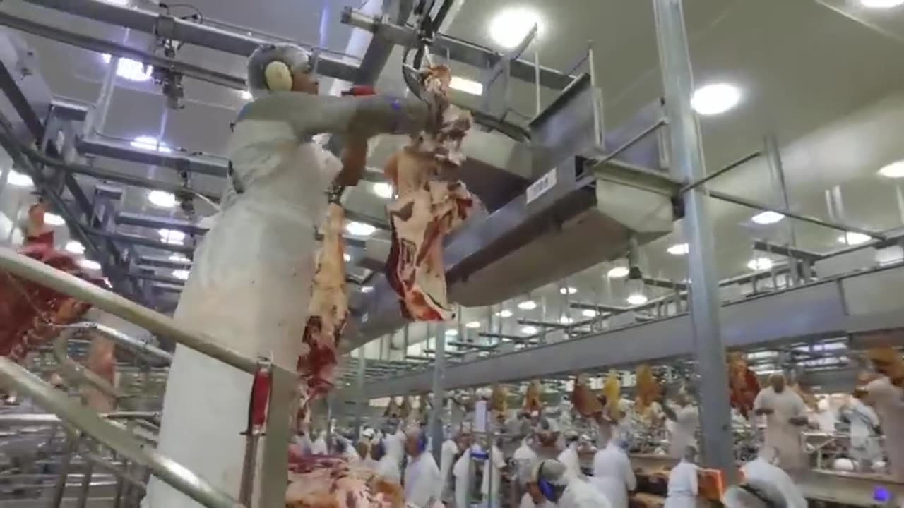 Millions Kangaroo Harvesting in Australia 🦘- Kangaroo Meat Processing in Factory - Kangaroo Industry